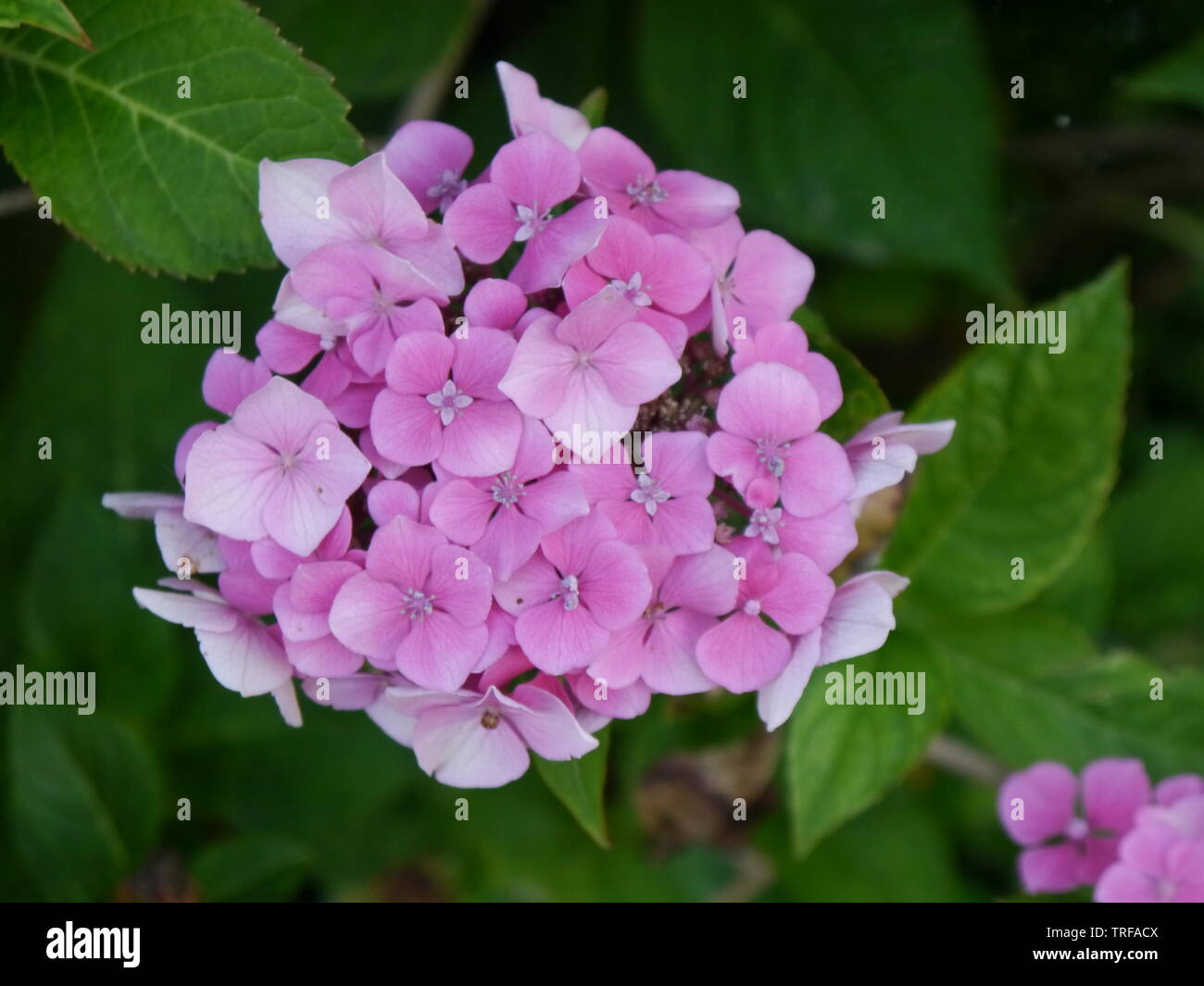 Close up pf eine leichte rosa Hortensie Blume. Stockfoto