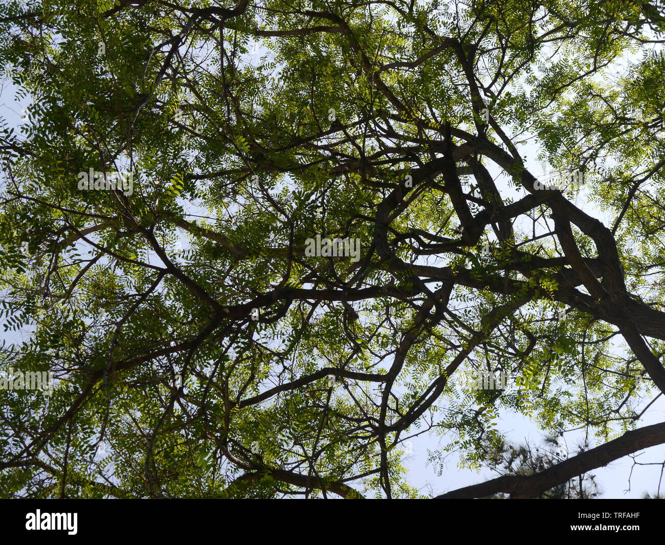 Einen Schuß von Frosch Perspektive zeigt schöne Bäume und Blätter gegen den blauen Himmel. Stockfoto