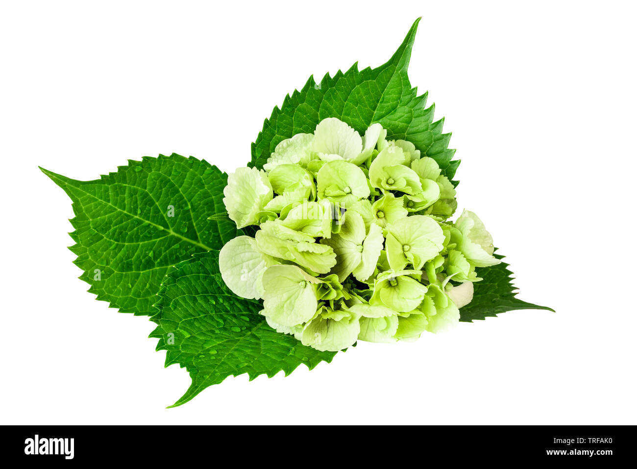 Hortensie Blätter mit grünen, weißen Blüten isoliert auf weißem Stockfoto