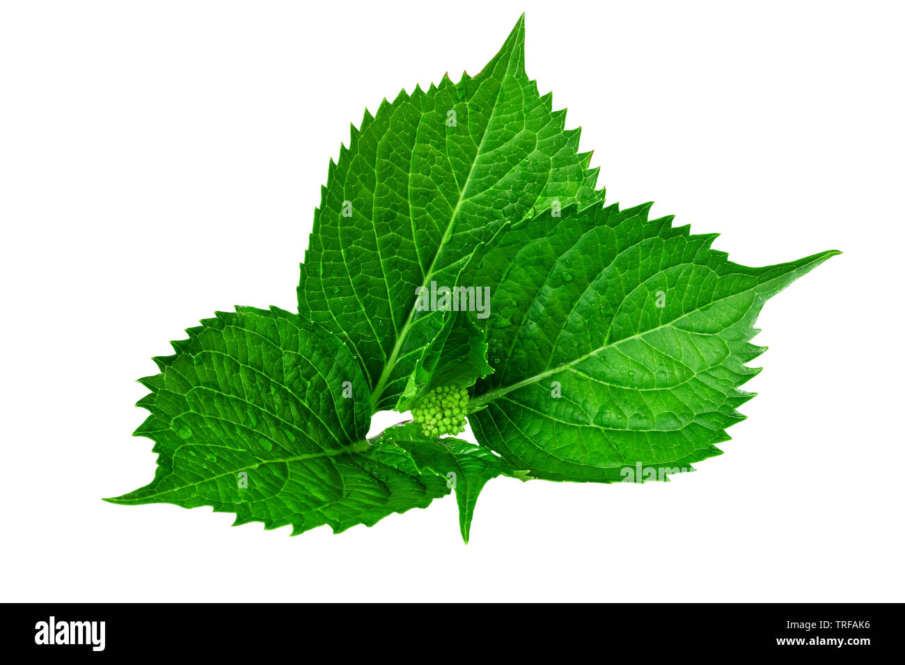 Grüne Feder Blatt der hydrangea Anlage auf weißem Hintergrund Stockfoto