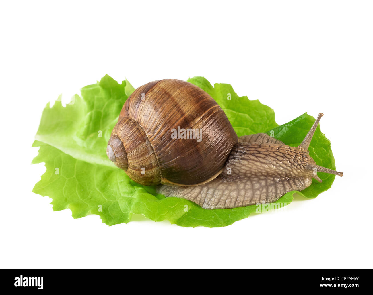 Schnecke auf Salat Blatt oder Land Schnecke Helix pomatia isoliert auf weißem Stockfoto