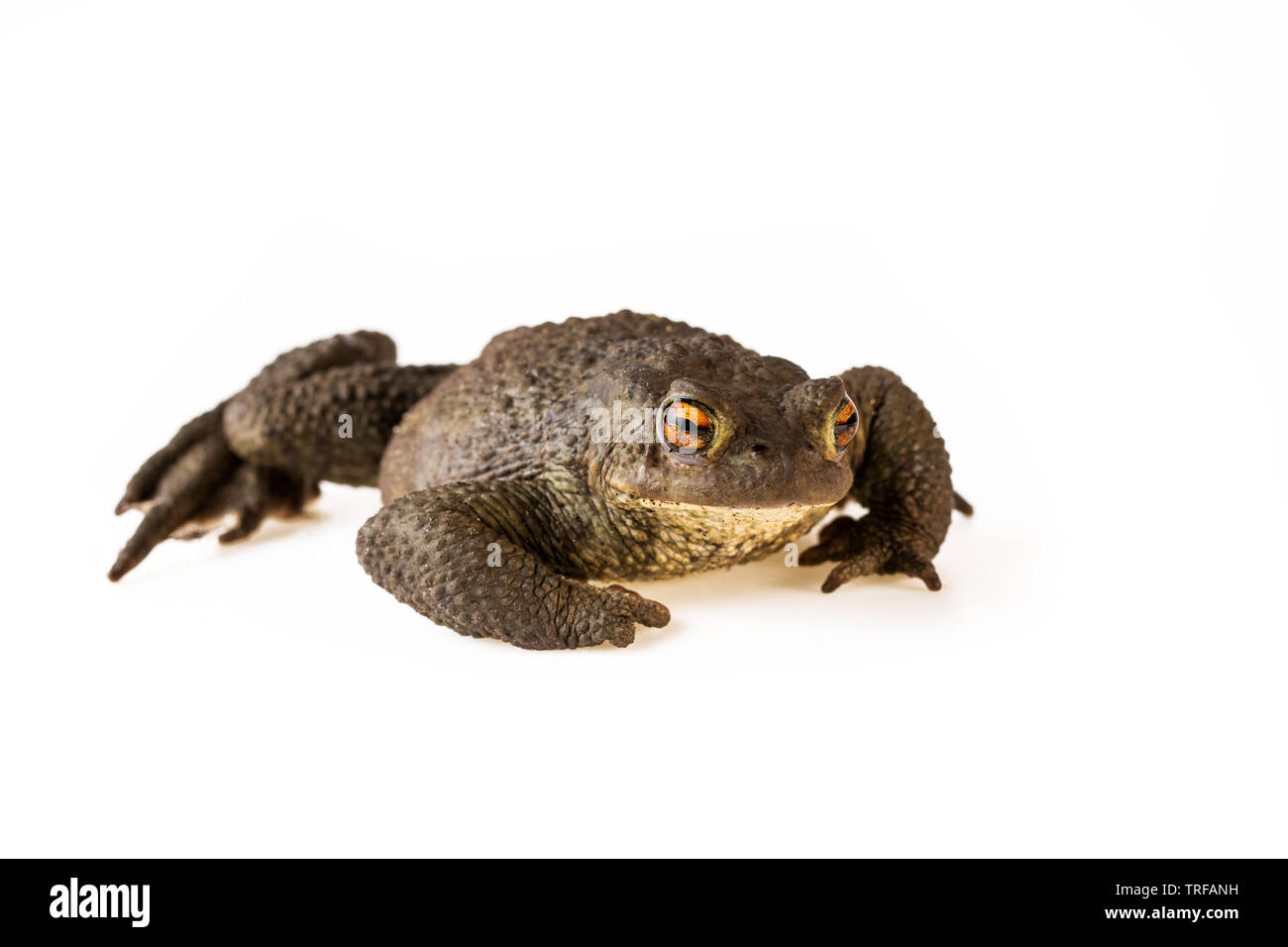 Kröte sitzen oder erdkröte Bufo bufo auf weißem Hintergrund Stockfoto