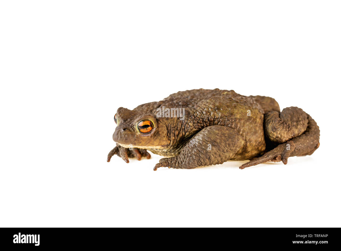 Erdkröte oder Bufo bufo auf weißem Hintergrund Stockfoto