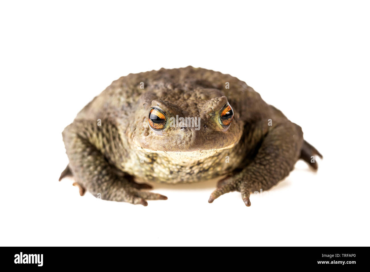 Kröte Vorderansicht Erdkröte oder Bufo Bufo isoliert auf weißem Hintergrund Stockfoto