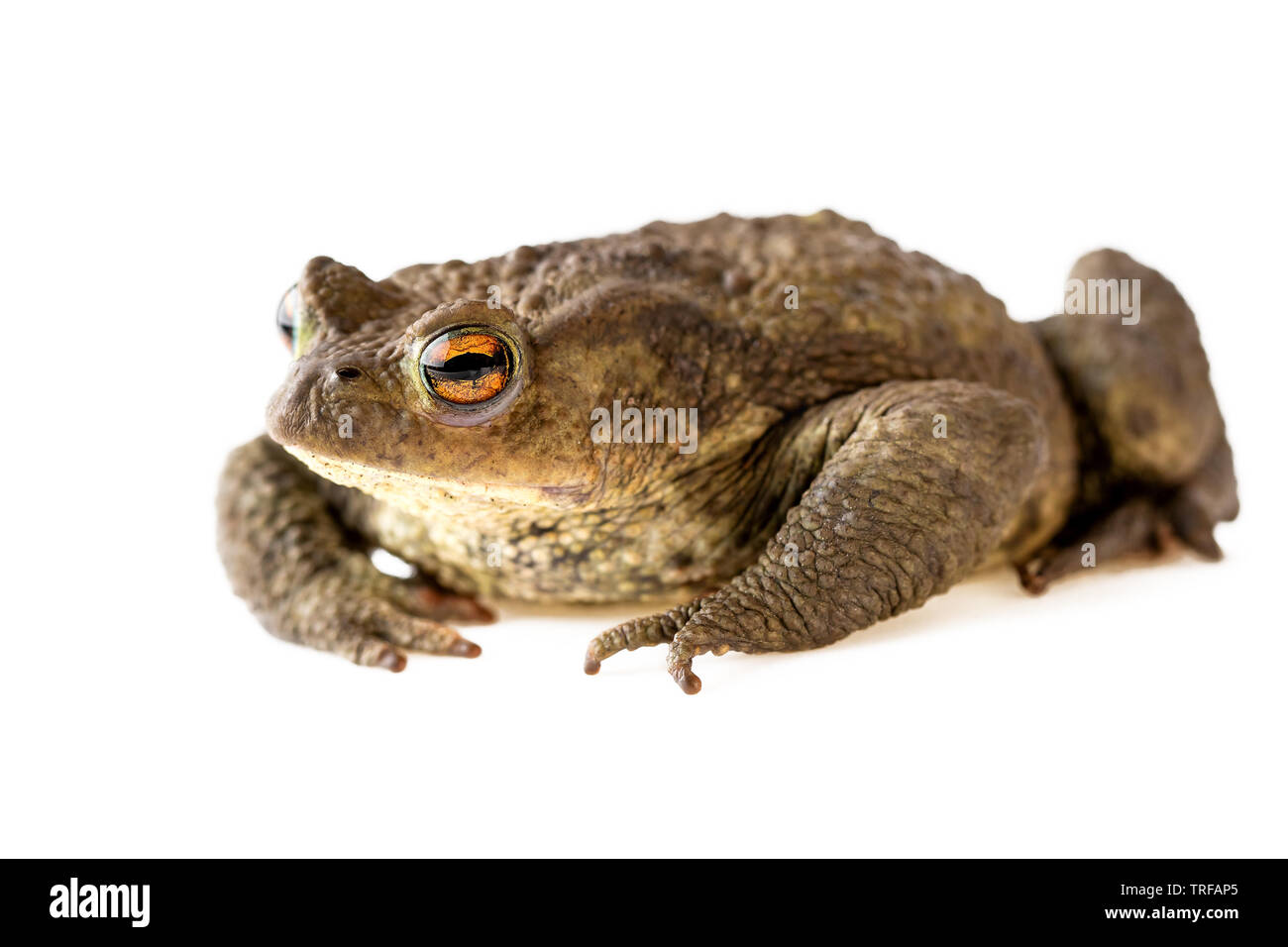 Toad schließen, Erdkröte oder Bufo Bufo isoliert auf weißem Hintergrund Stockfoto