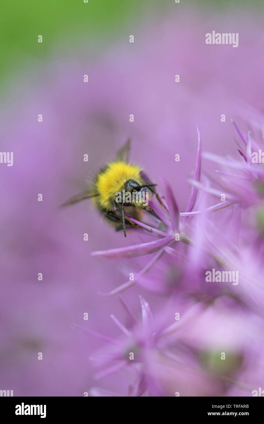 Hummel auf einer Allium Blütenkopf, England, Großbritannien Stockfoto