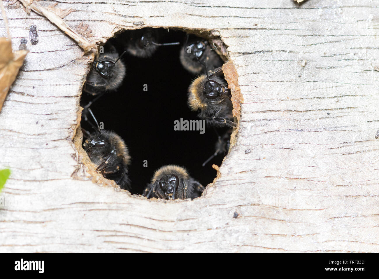 Guard Bienen oder hive Guard, am Eingang zu einem Vogel, England, Großbritannien Stockfoto