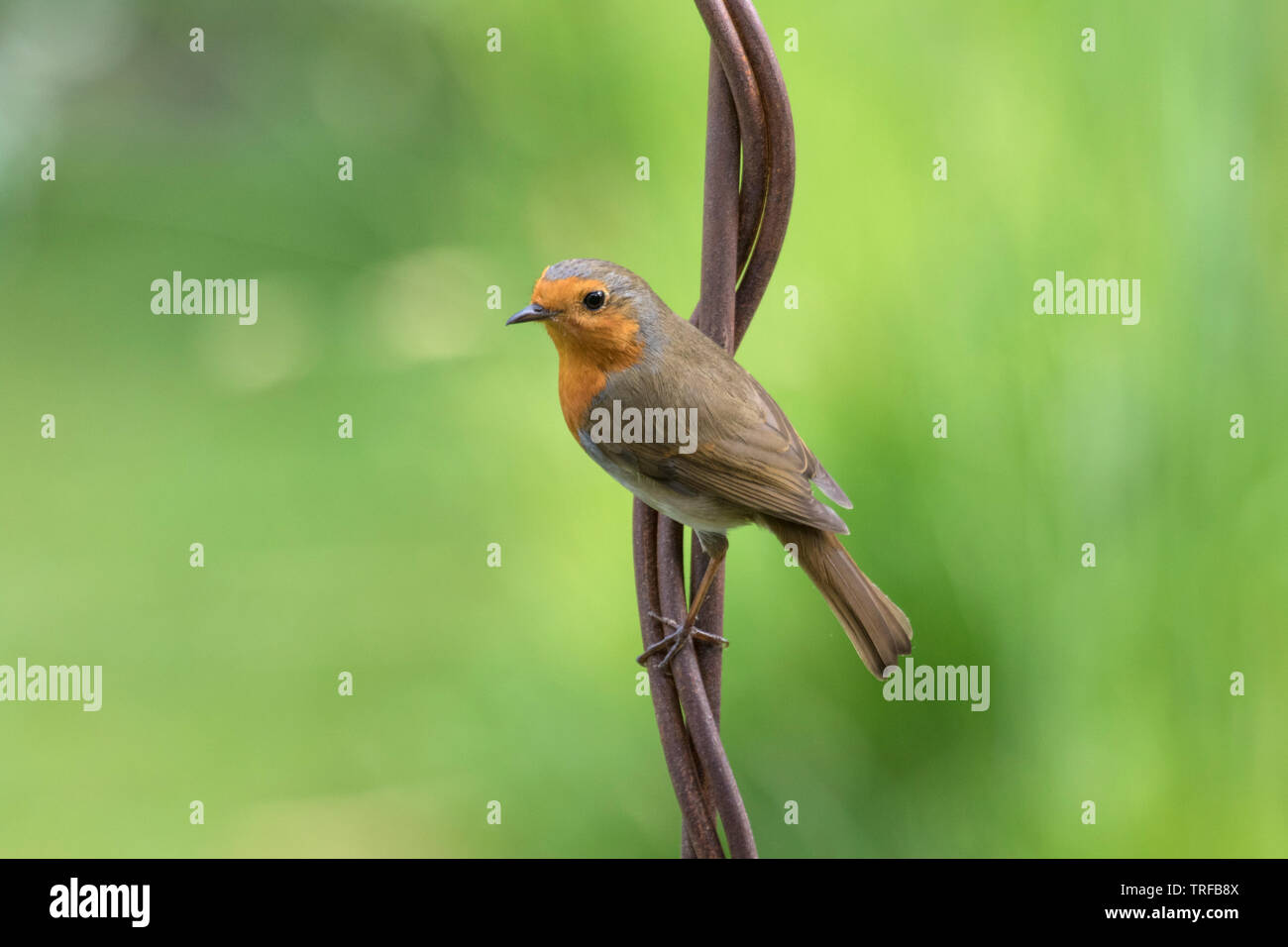 Europäische Robin auf einem Garten Ornament, England, Großbritannien Stockfoto