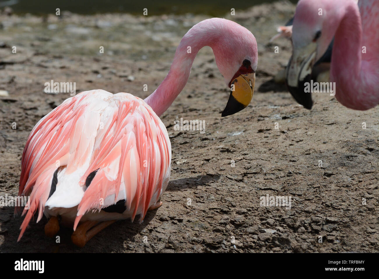 Flamingos Stockfoto