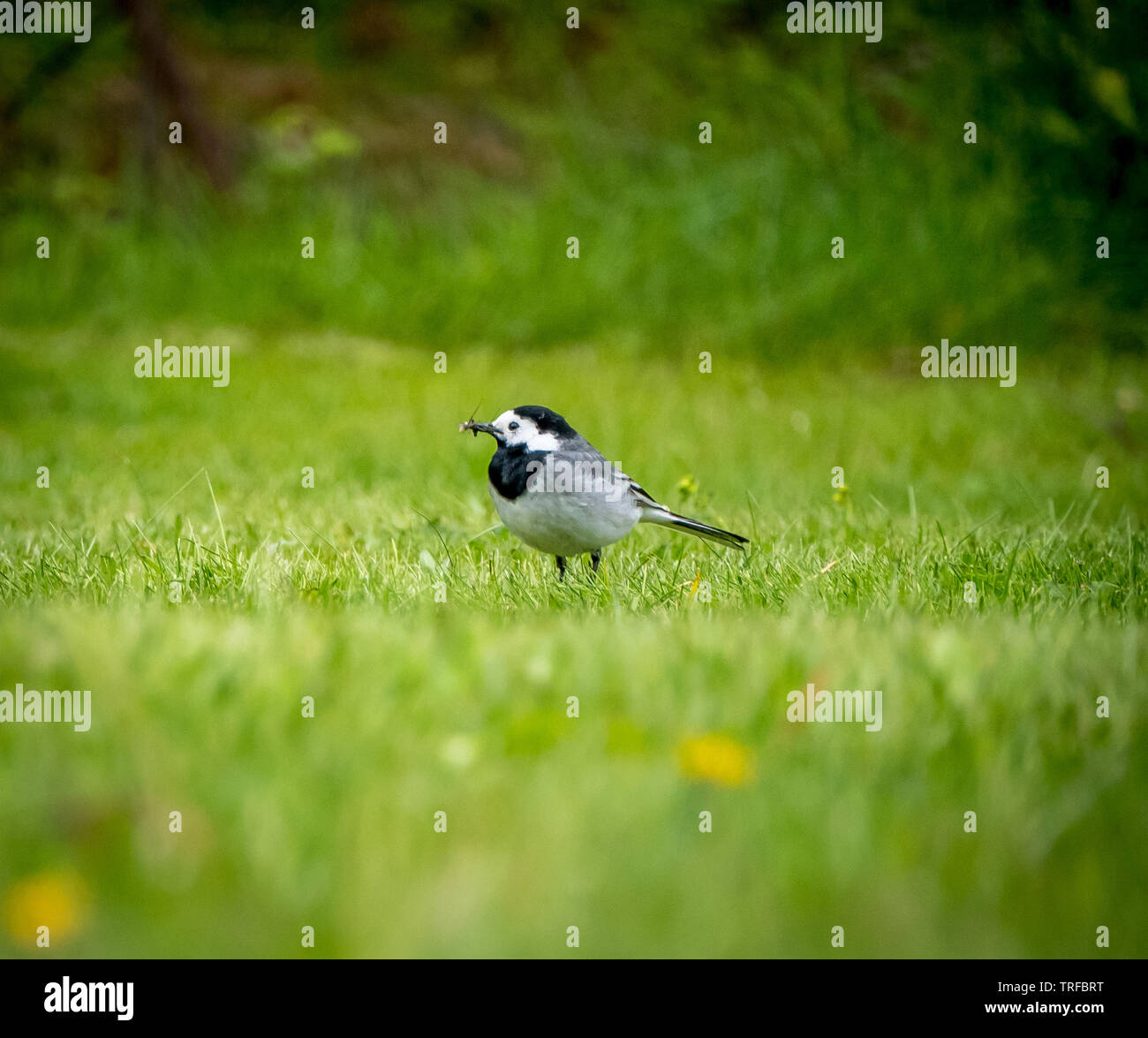 Bachstelze (Motacilla alba) auf Gras mit fliegen Vögel Schnabel erfasst. Stockfoto