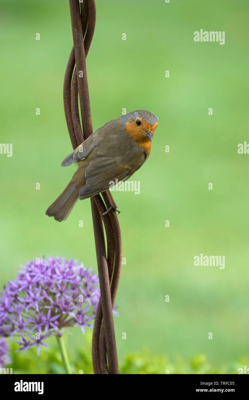 Europäische Robin auf einem Garten Ornament, England, Großbritannien Stockfoto