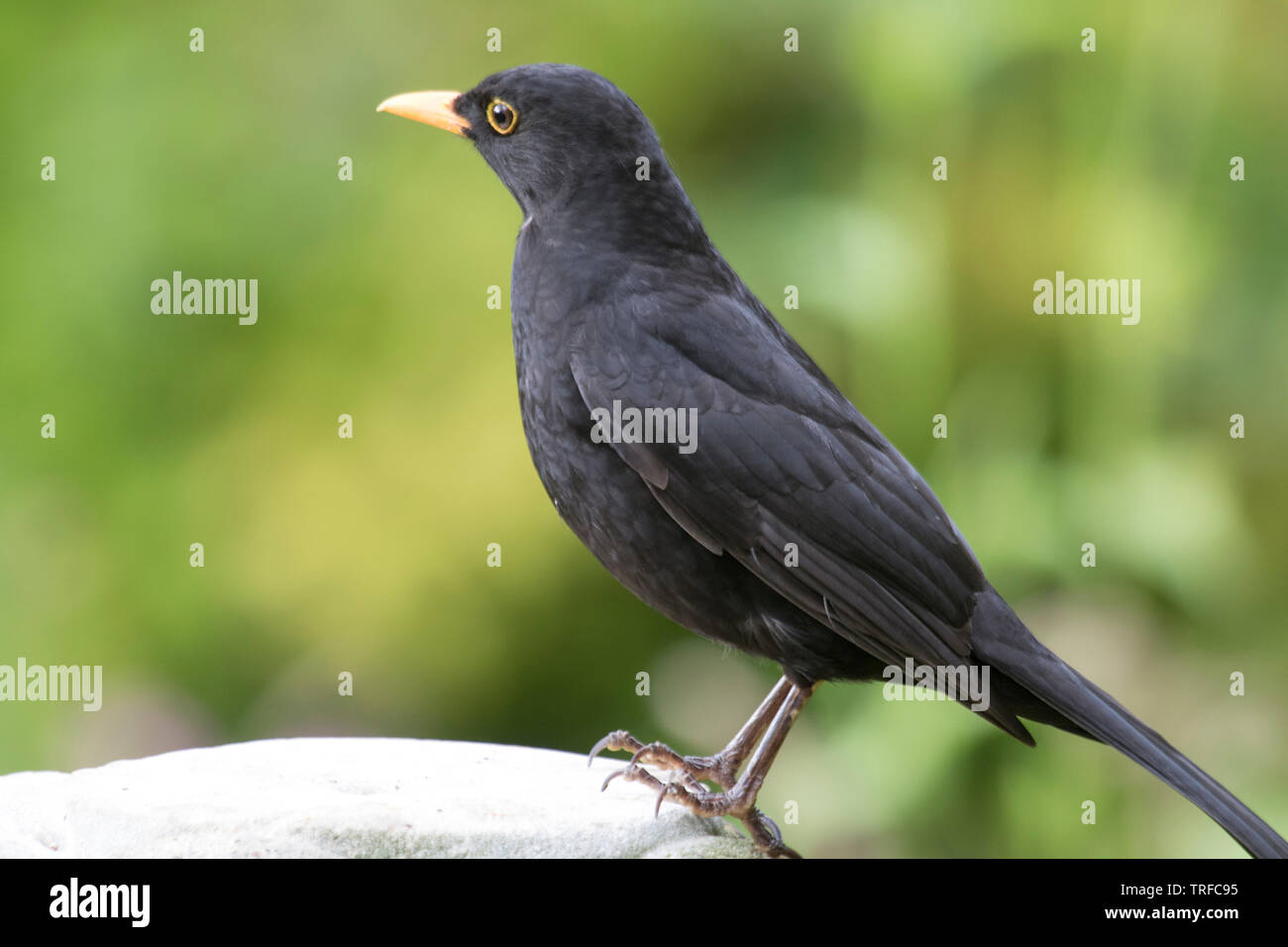 Männliche gemeinsame Amsel "Turdus merula" auf einem Garten Rasen, England, Großbritannien Stockfoto