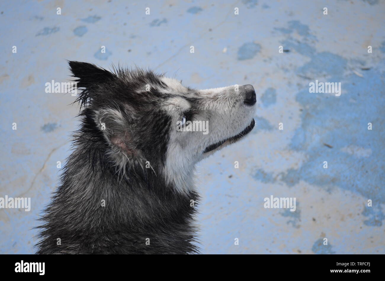 Der Husky ist in den leeren Pool getränkt Stockfoto