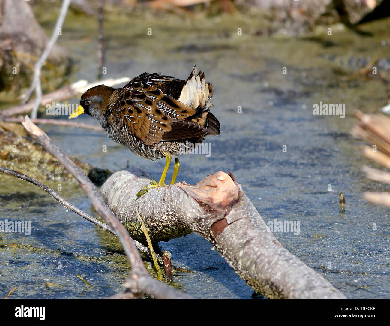 Sora geht auf einem Baumstamm in einem flachen Sumpfgebiet entlang und zeigt gelbe Seebrücke, schwarze Gesichtsmaske und meliertes braunes Gefieder in einem typischen Feuchtgebiet. Stockfoto Sora geht auf einem Baumstamm in einem flachen Sumpfgebiet entlang und zeigt gelbe Seebrücke, schwarze Gesichtsmaske und meliertes braunes Gefieder in einem typischen Feuchtgebiet. Stockfoto