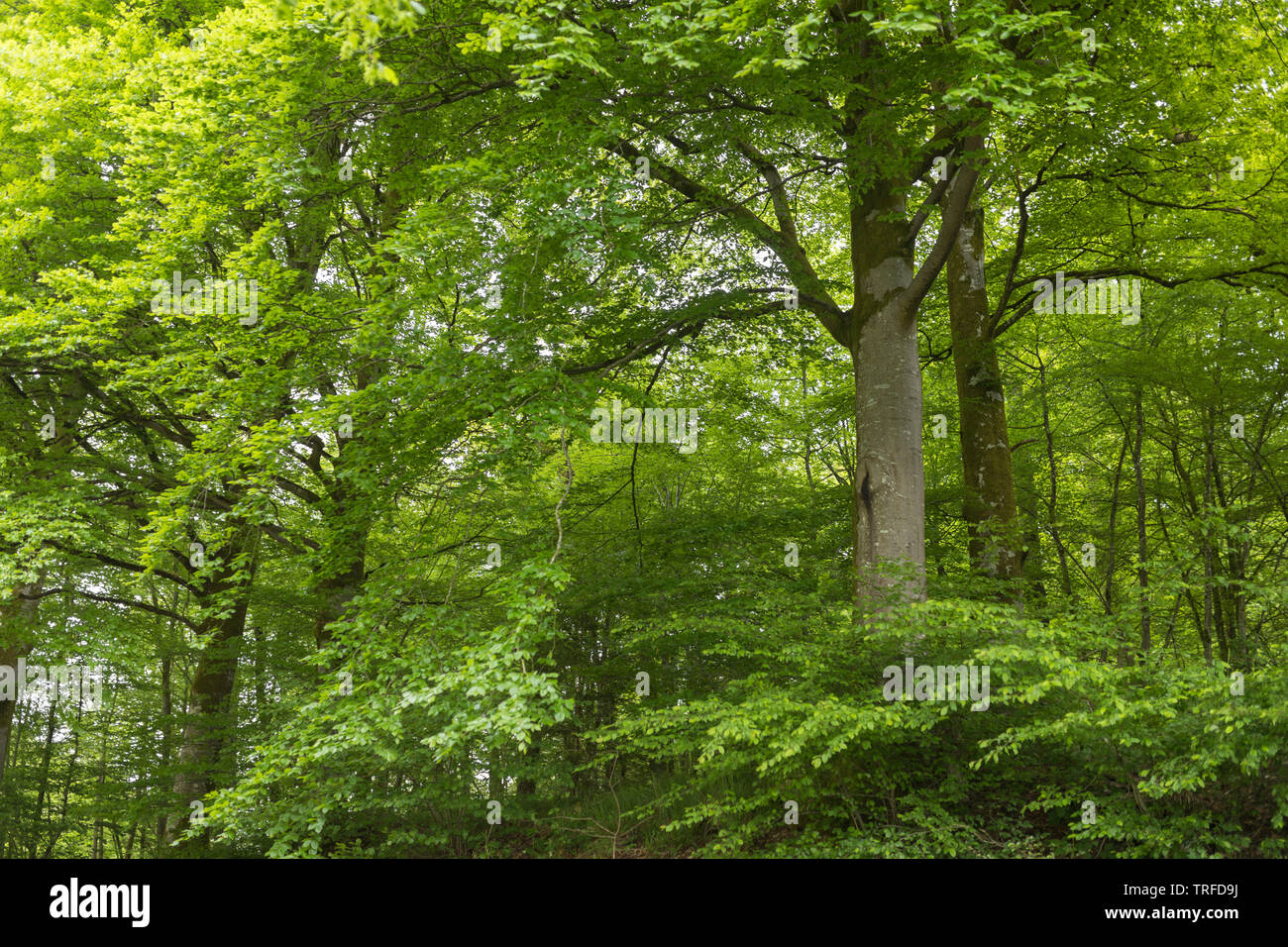 Buche Bäume in einem Wald am Ende der Feder in den Ardennen in Belgien Stockfoto