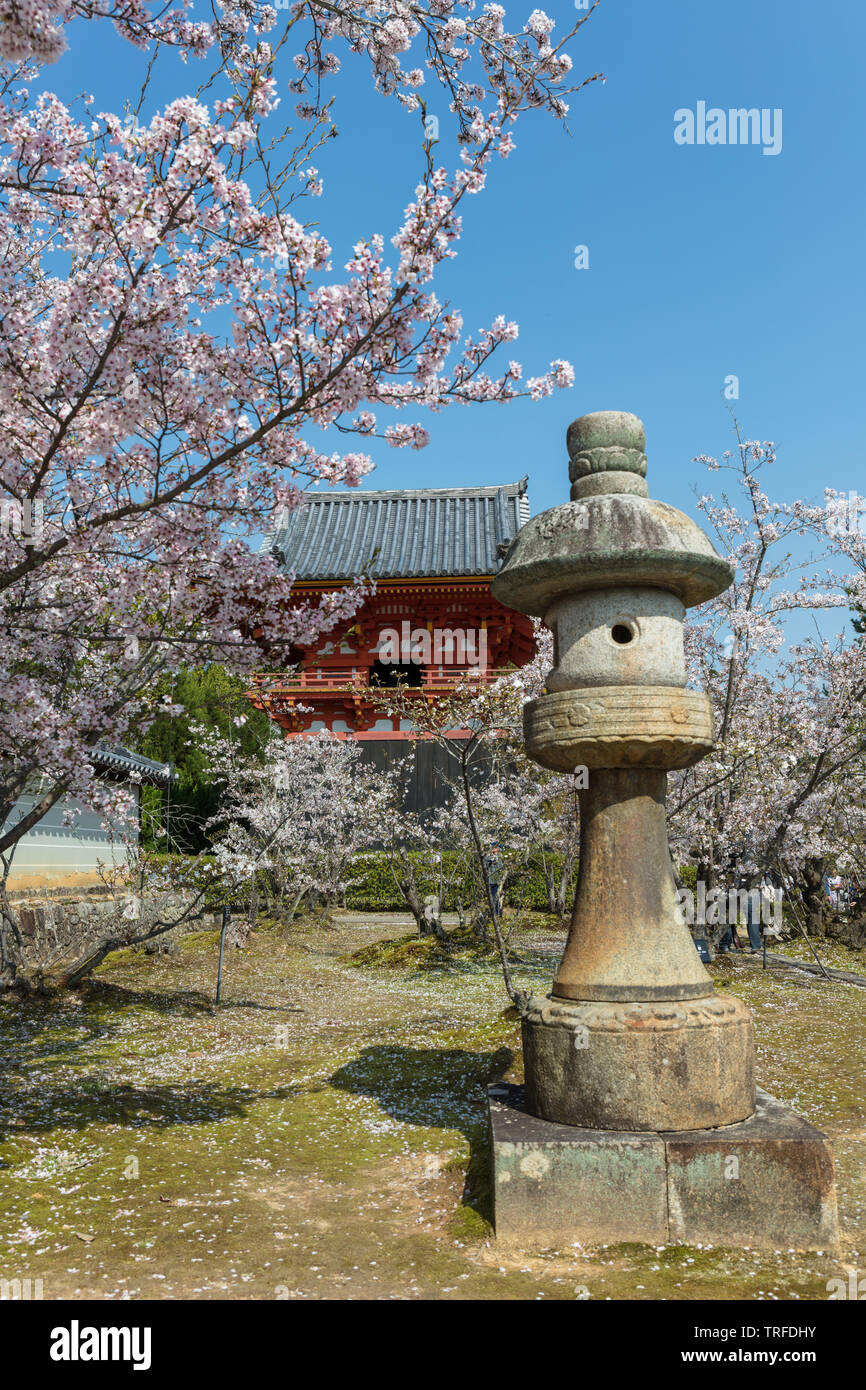 Cherry Blossom bei Ninna-Ji Tempel, Kyoto, Japan Stockfoto