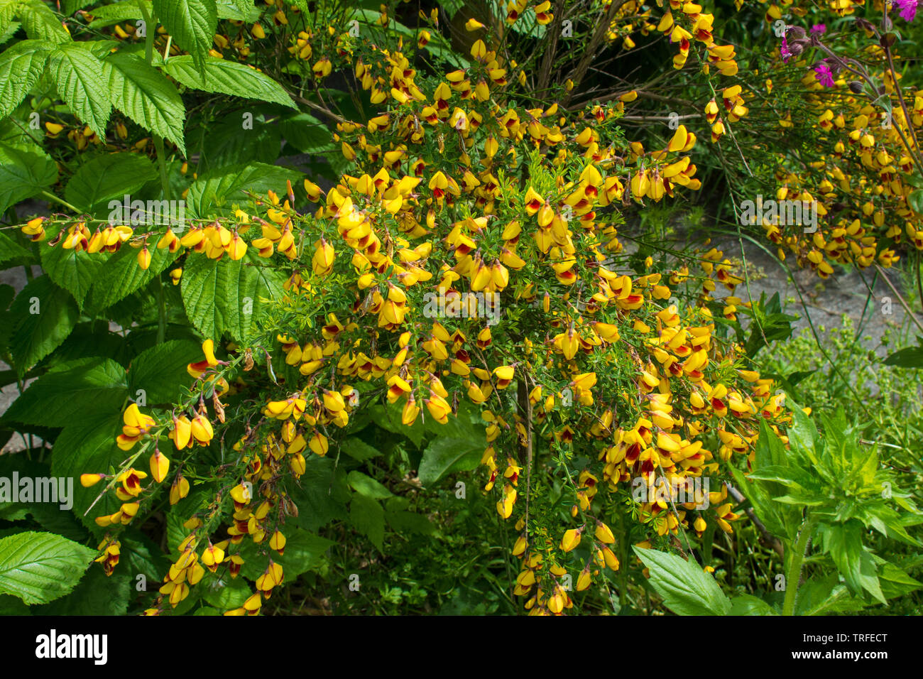 Gelbe und rote Blumen auf einem cytisus Scoparius, auch ein mehrjähriger  Leguminosen Strauch als gemeinsame Besen, Scotch Broom und Englisch Besen  bekannt Stockfotografie - Alamy