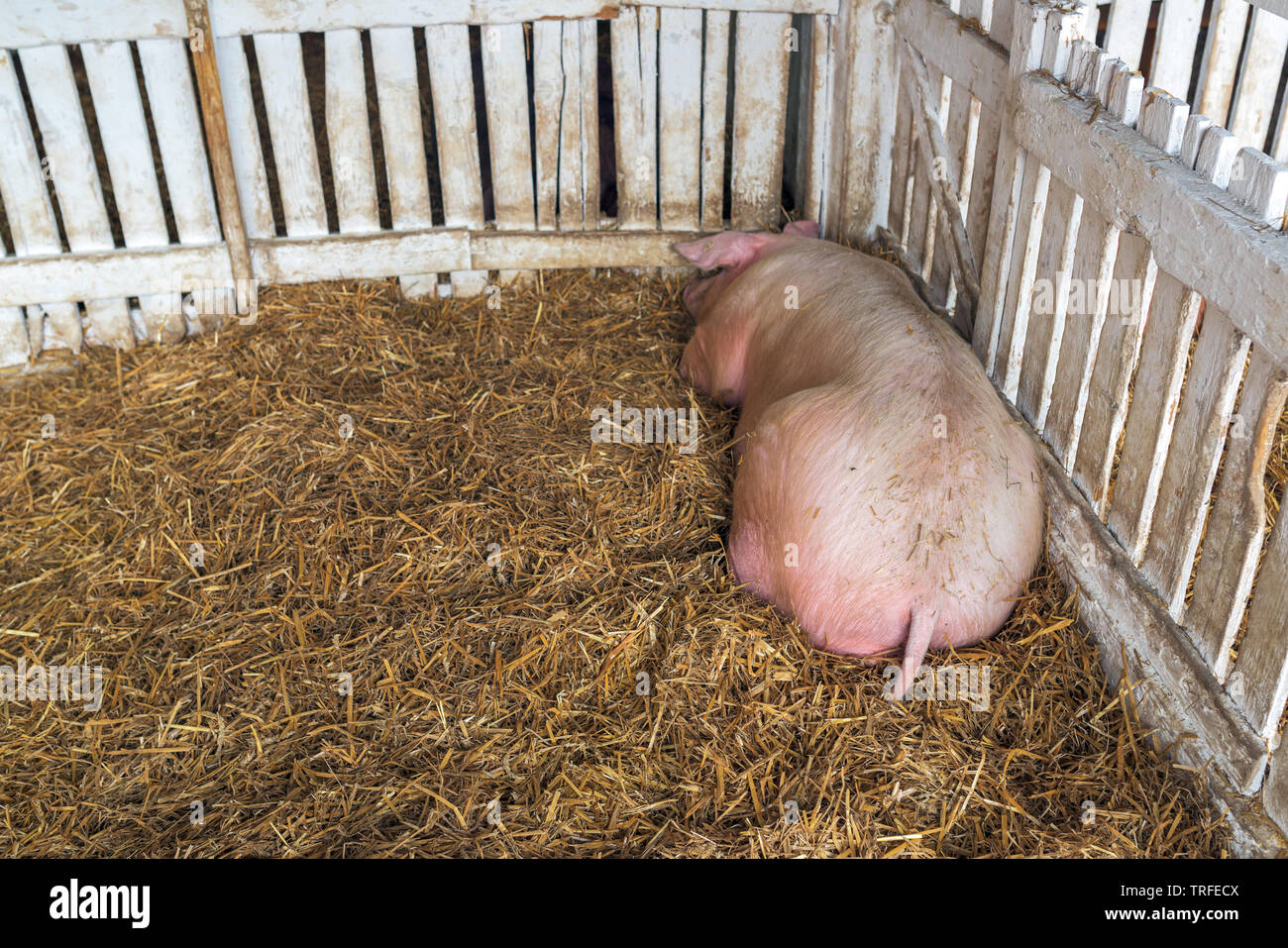 Schwein schlafen im Schweinestall auf Heu, nach inländischen farm animal ruht im Schweinestall Stockfoto