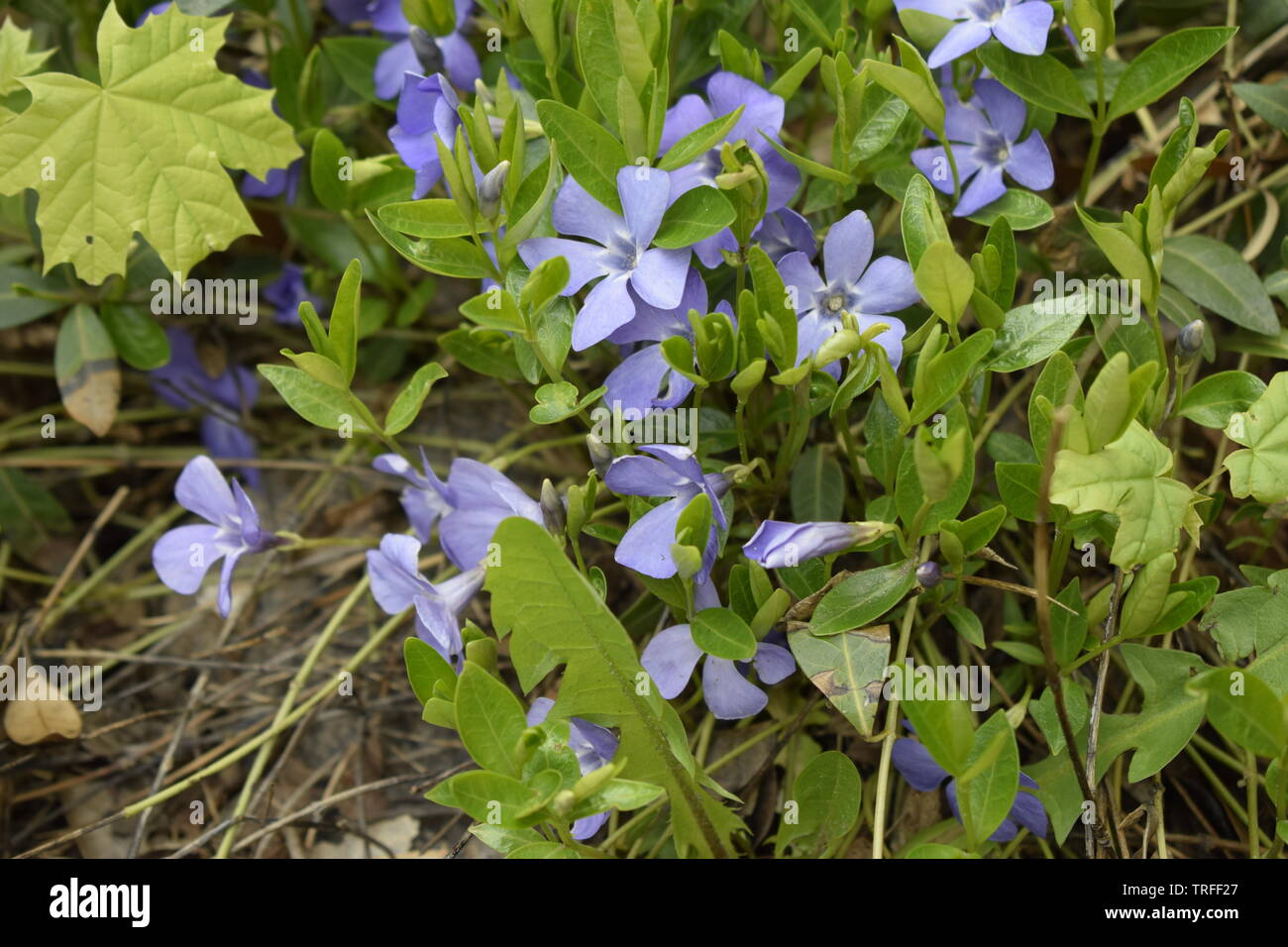 Vinca minor (common names Lesser periwinkle, Zwerg immergrün, Kleines Immergrün, common periwinkle) ist eine Pflanzenart aus der Gattung der blühenden Pflanze Central Stockfoto
