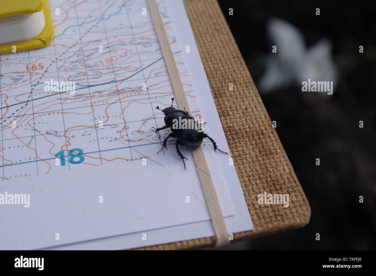 Mistkäfer (Scarabaeus sacer), schillernden blauen Käfer auf ein Mapping Board. Isle of Skye, Schottland, Großbritannien. Stockfoto