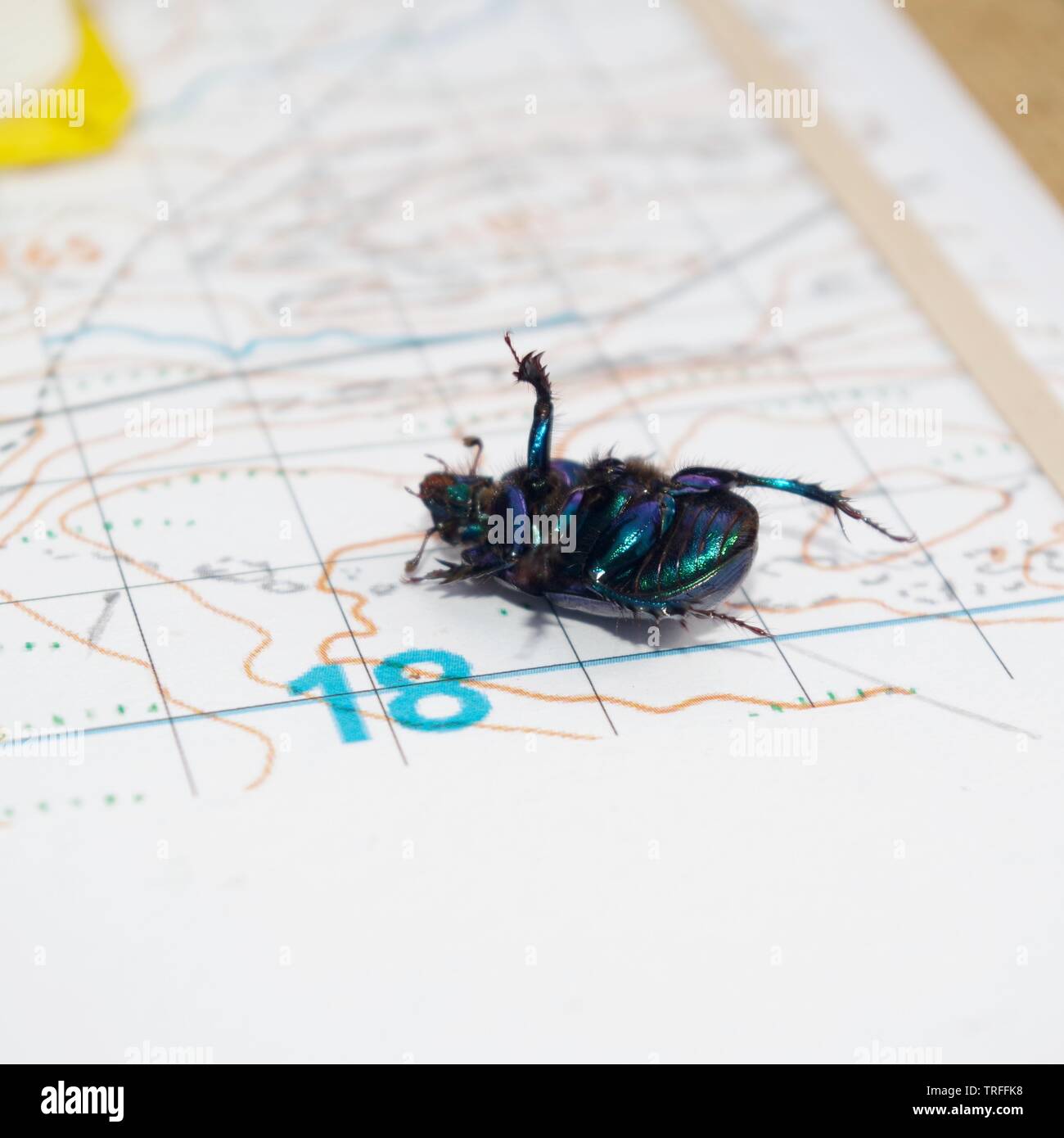 Mistkäfer (Scarabaeus sacer), schillernden blauen Käfer auf ein Mapping Board. Isle of Skye, Schottland, Großbritannien. Stockfoto