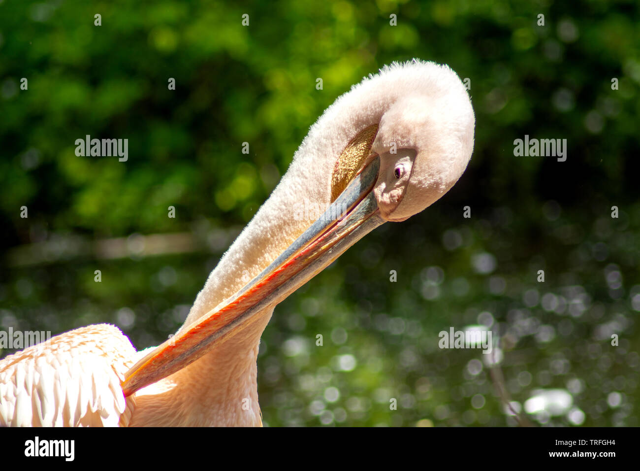 Der Pelikan Stockfoto