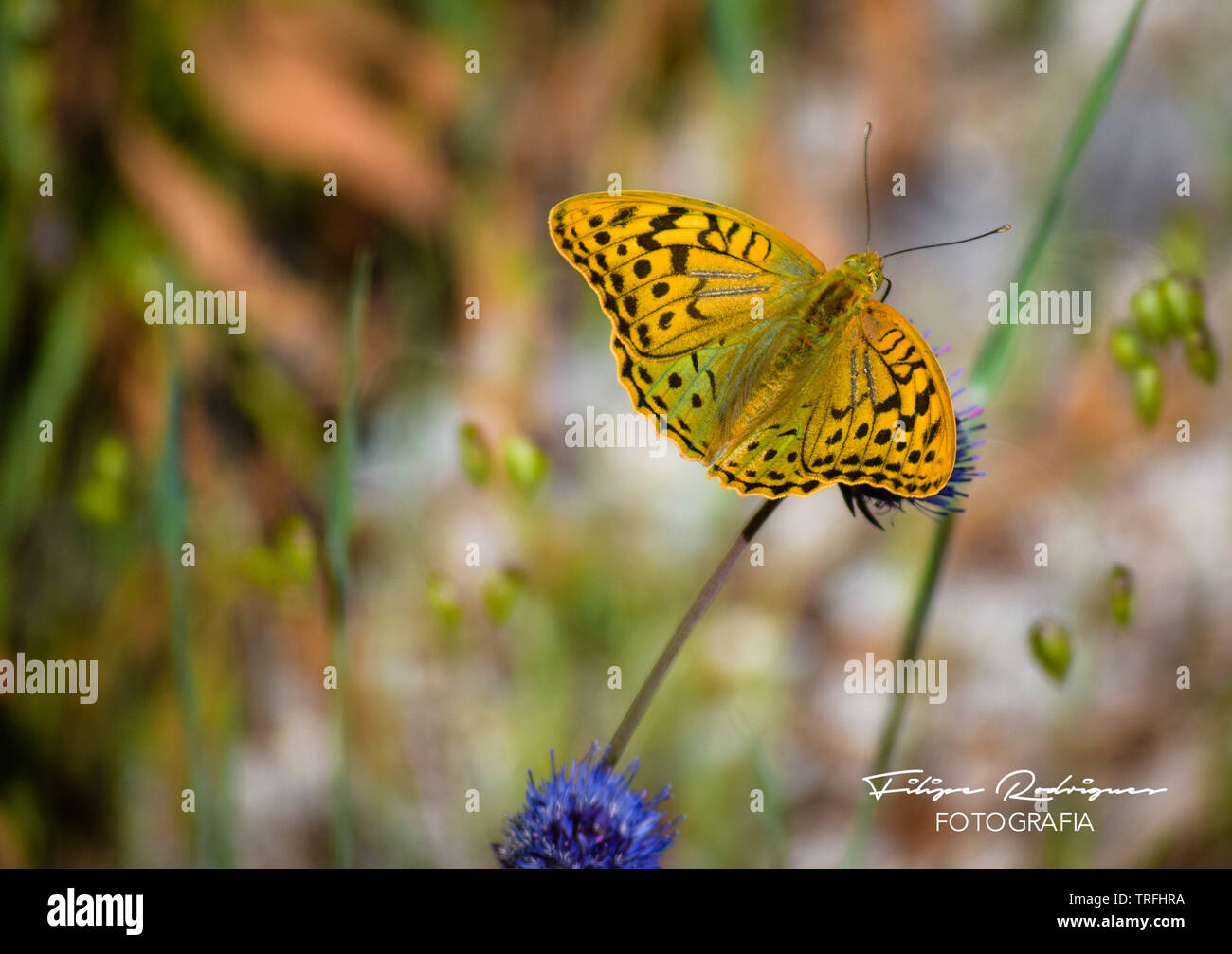 Schöne und bunte Schmetterlinge, frei in der Natur Stockfoto