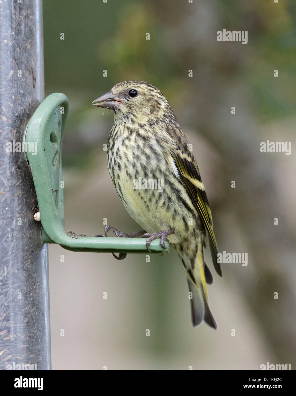 Europäische Siskin Jugendkriminalität, Carduelis spinus, auf einem nijer Garten des Schrägförderers Stockfoto