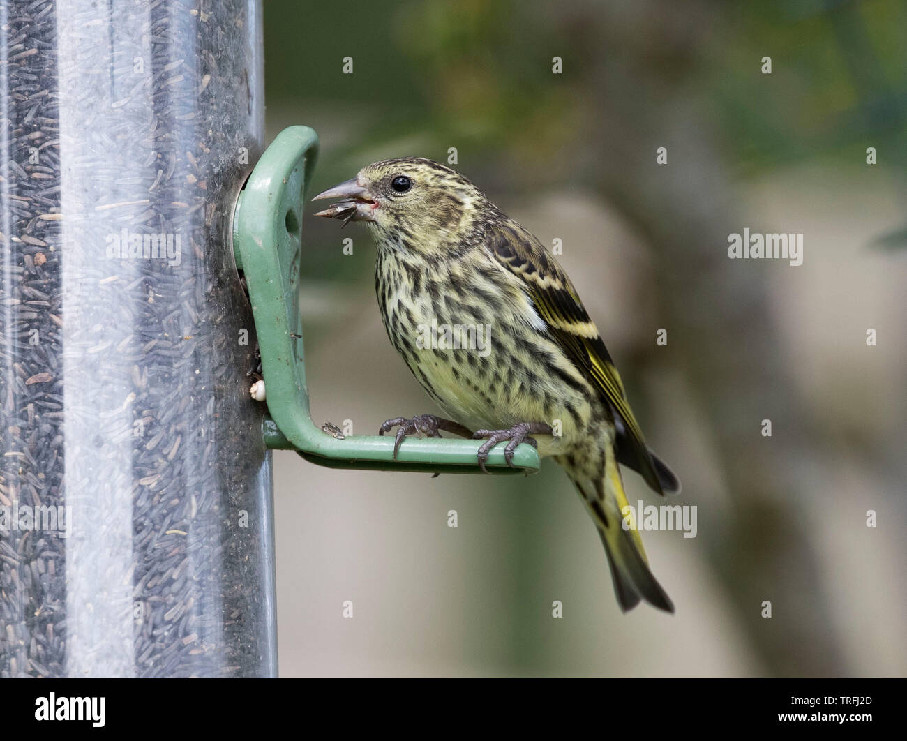 Europäische Siskin Jugendkriminalität, Carduelis spinus, auf einem nijer Garten des Schrägförderers Stockfoto