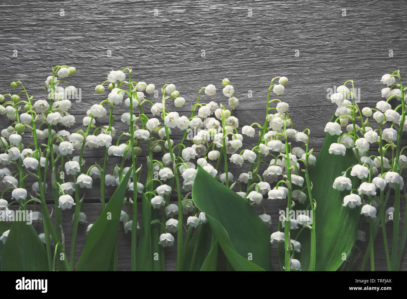 Maiglöckchen Blumen auf Holz- Hintergrund. Ansicht von oben. Stockfoto