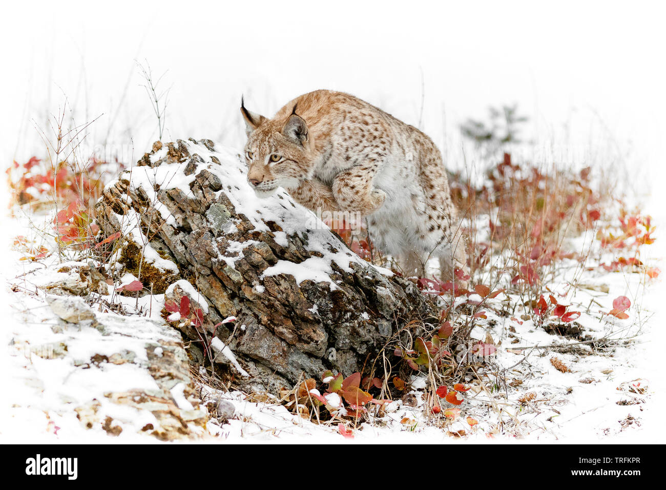 Dies ist ein jugendlicher Sibirischer Luchs. Die sibirische Lynx ist auch als Ost-sibirien Lynx ist vielleicht eine Unterart des Eurasischen Luchses. Stockfoto