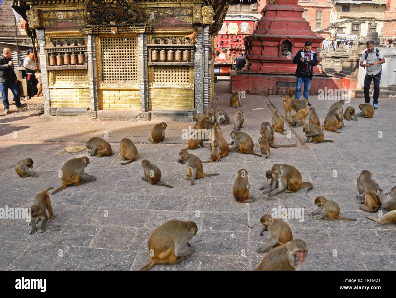 Rhesus macaque Affen essen verstreut Korn in der Nähe des Golden Hariti (Ajima) Tempel in Swayambhunath, Kathmandu, Nepal Stockfoto