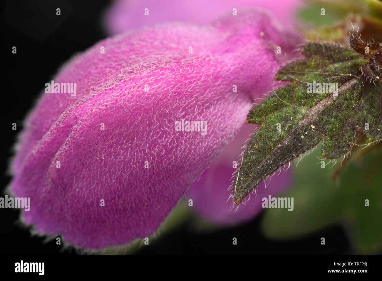 Extreme Nahaufnahme der Behaarte lila Lamium purpureum Blume mit jungen Blatt Stockfoto