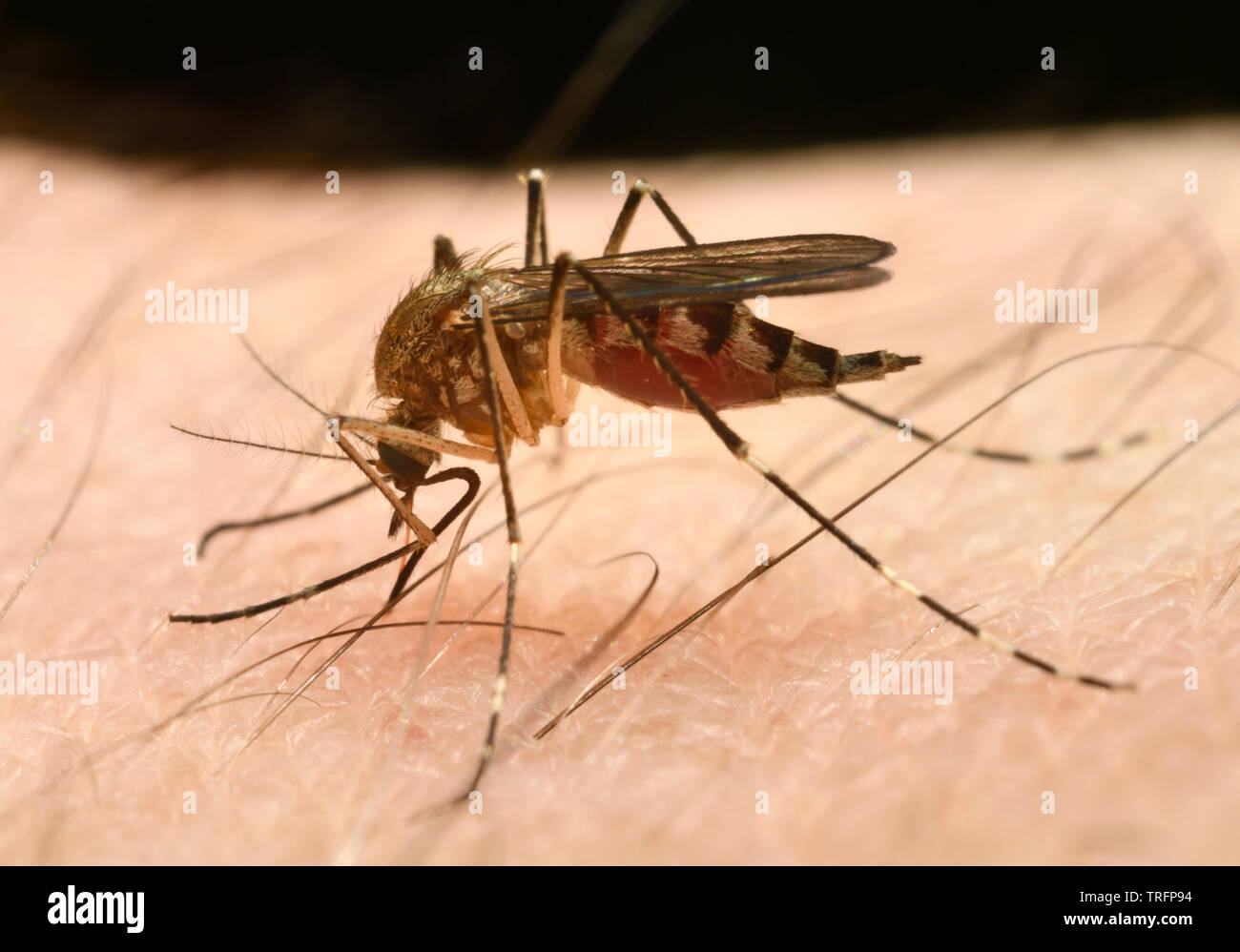 Nahaufnahme eines weiblichen Mücke Culex pipiens Abdomen engorging mit einem Blut Mahlzeit durch Punktion der menschlichen Haut mit Nadel wie Rüssel Stockfoto