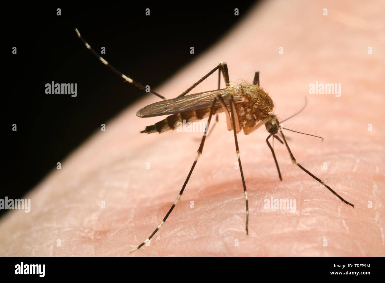 Nahaufnahme des weiblichen Moskitos mit erhöhtem hinteren Bein als Antena während das Durchstechen der menschlichen Haut mit Rüssel Blut zu saugen Stockfoto