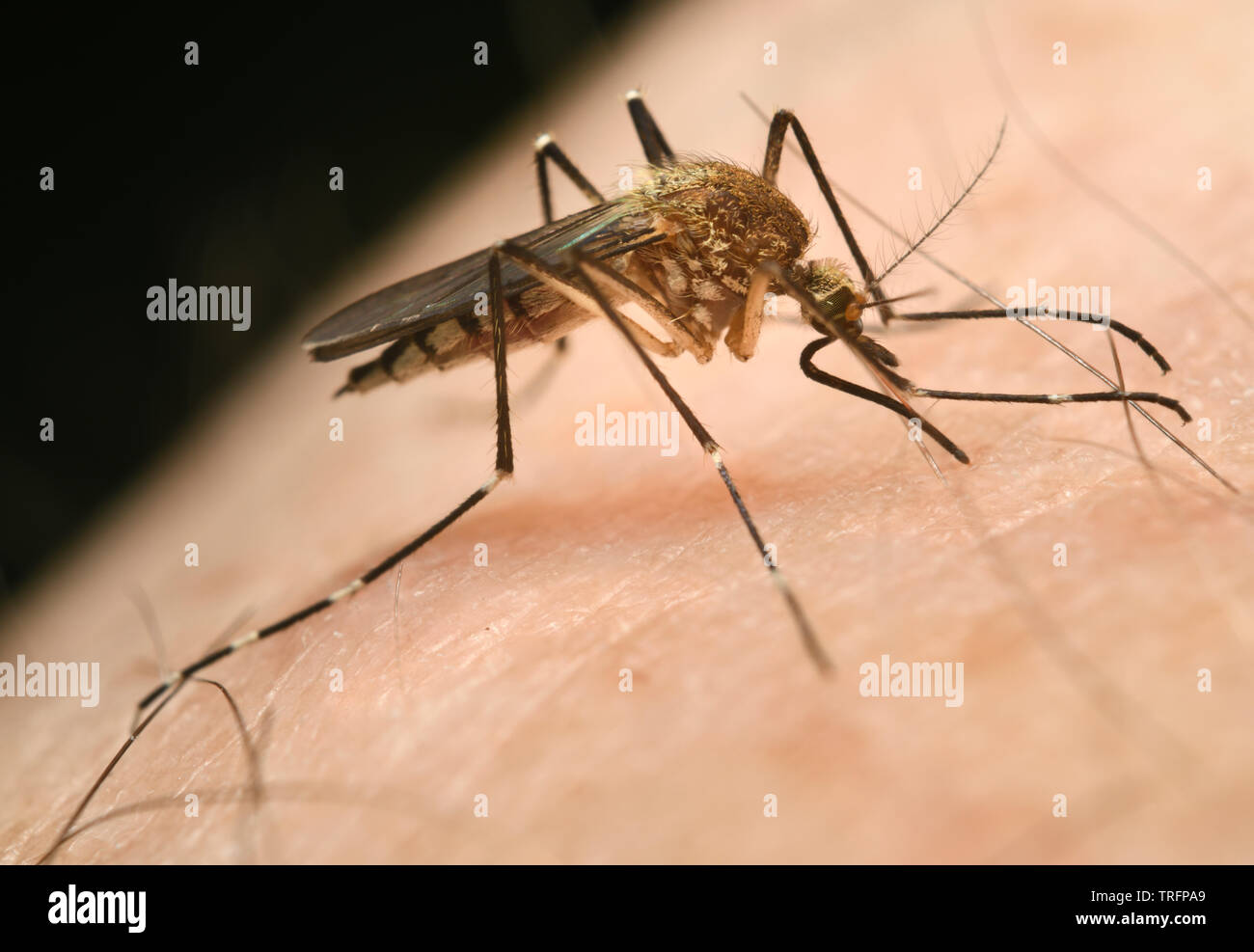 Nahaufnahme eines weiblichen Mücke Culex pipiens Durchstechen der menschlichen Haut mit Nadel wie Rüssel, eine Mahlzeit zu saugen Blut Stockfoto