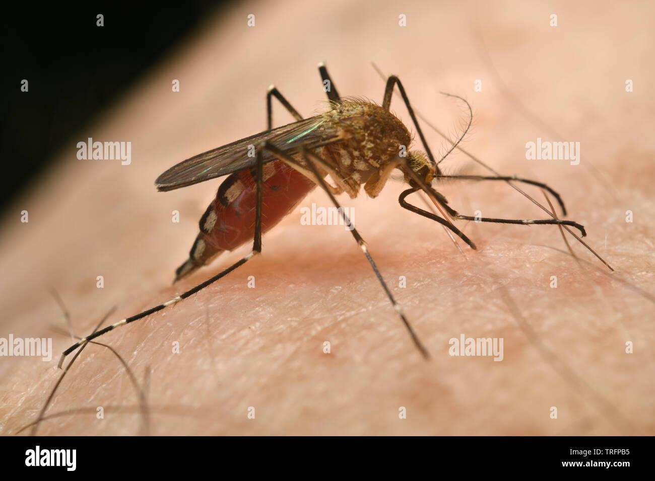 Nahaufnahme eines weiblichen Mücke Culex pipiens mit Bauch verstopften mit einem Blut Mahlzeit durch Punktion der menschlichen Haut mit Nadel wie Rüssel Stockfoto
