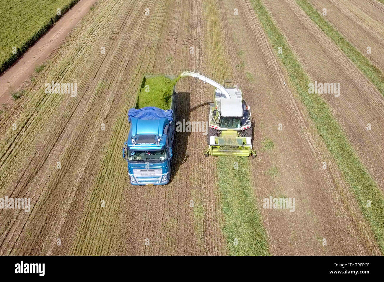 Mähdrescher ernten ein grünes Feld- und entlädt Weizen Silomais auf eine doppelte Lkw-anhänger - Luftaufnahmen Stockfoto