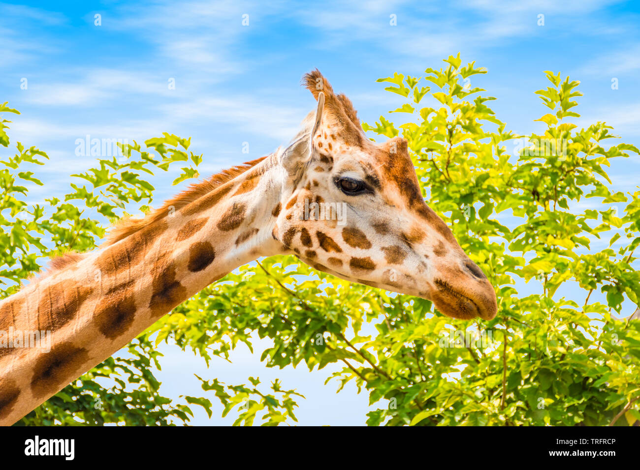 Seitenansicht des giraffe Kopf. Blauer Himmel und Baum Hintergrund. Stockfoto