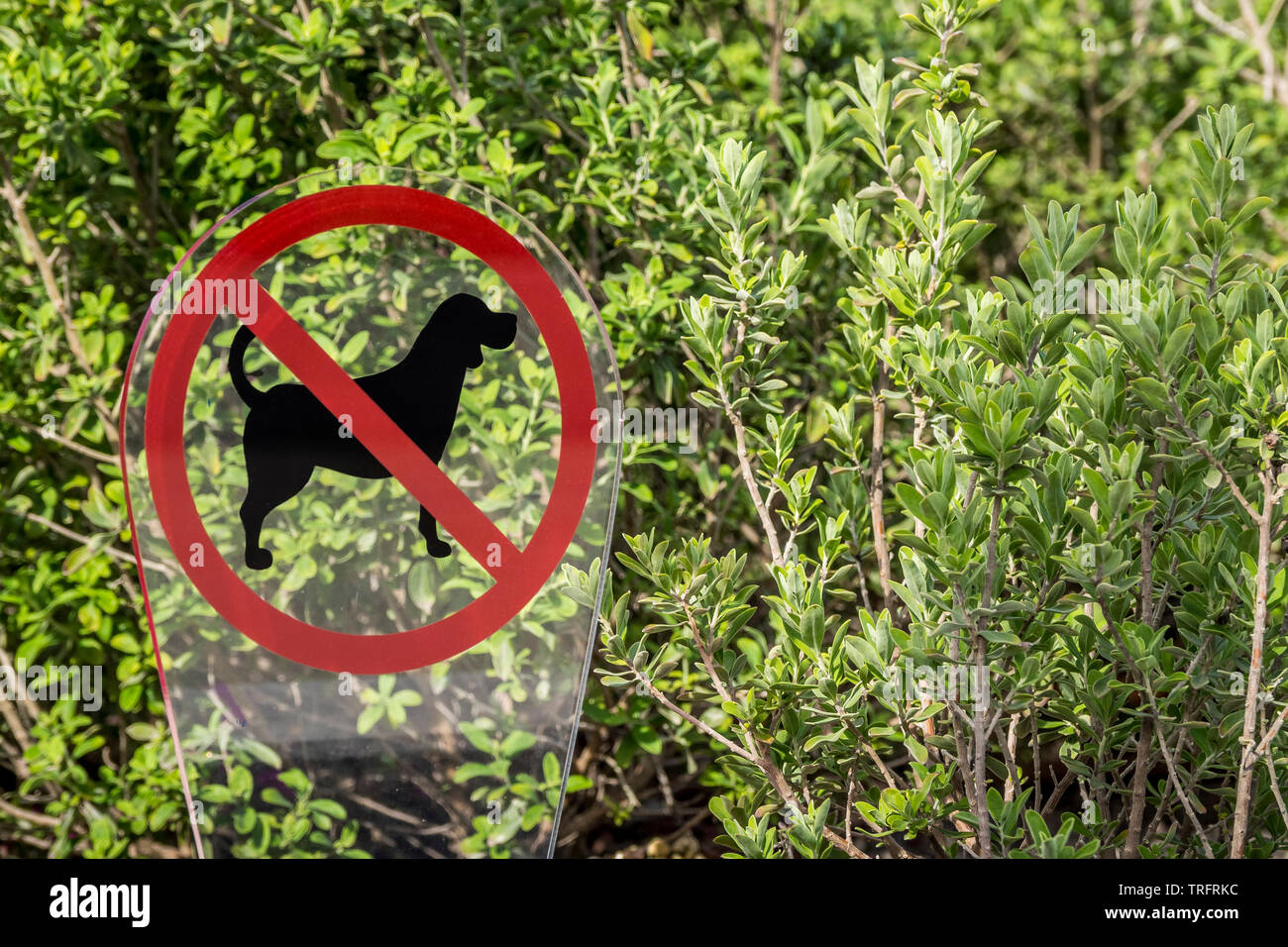 Zeichen der verbotenen Hunde im Gras Stockfoto