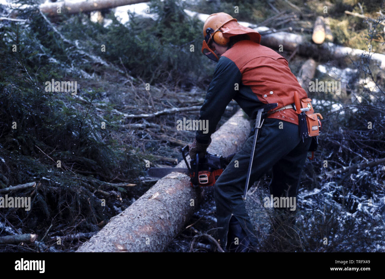 Die norwegische Øyvind Martinsen bei der Arbeit als Holzfäller zurück 1983, in den Wäldern in der Nähe der See Vansjø in Østfold, Norwegen. Dezember, 1983. Stockfoto