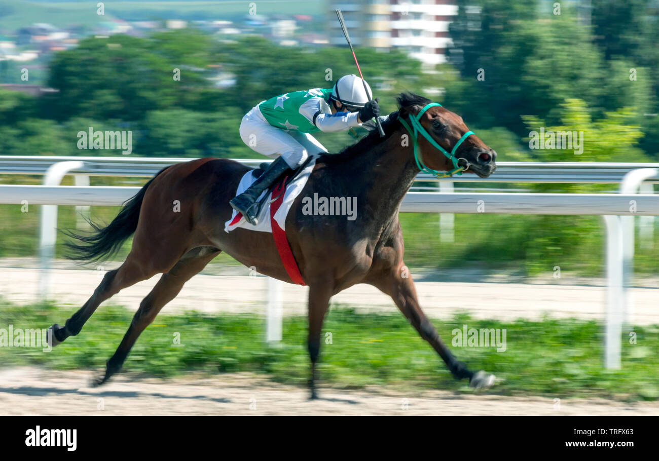 Pferderennen der traditionellen Preis auf pyatigorsk Hippodrom Stockfoto