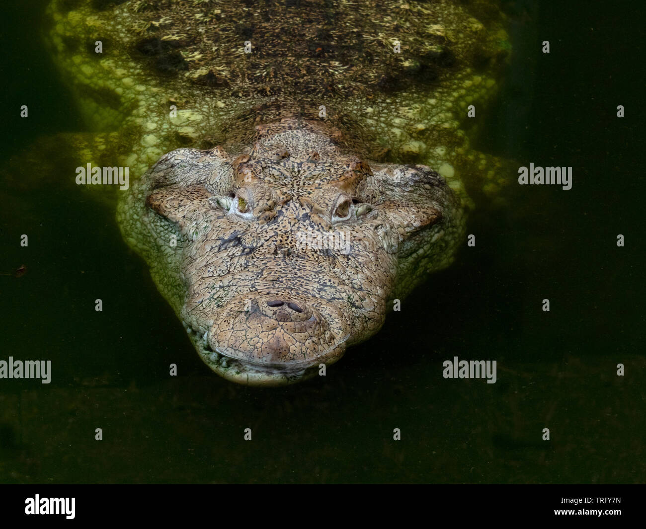 Marsh Crocodile Crocodylus palustris Stockfoto