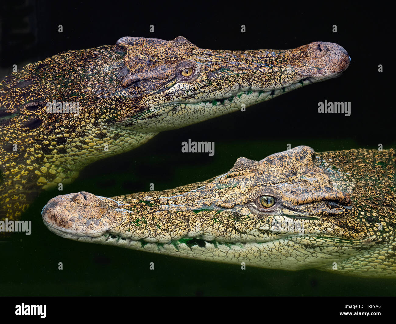 Salzwasserkrokodil Crocodylus porosus Stockfoto