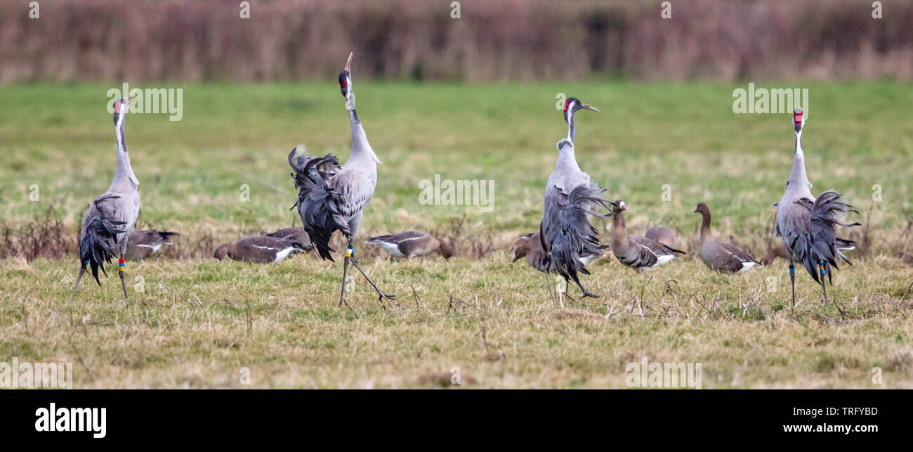 Vier gemeinsamen Kraniche (Grus Grus) ihre extravaganten Tanz Anzeige auf Wasser Wiesen durch die Severn Estuary in Gloucestershire Stockfoto