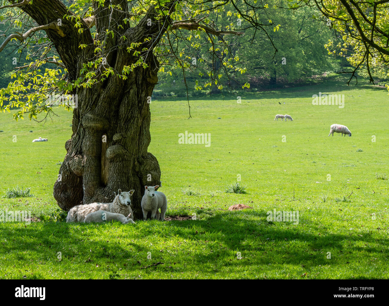 Okeover Hall Park mit Schafen beweidet Grünland in Staffordshire Großbritannien nahe am Fluss Dove und Derbyshire Grenze Stockfoto