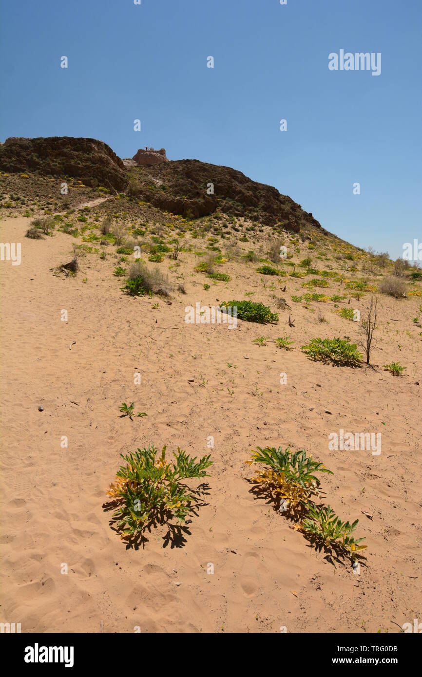 Blick von der alten Festung Ayaz-Kala. Alte Choresm. Karalpaqstan. Usbekistan Stockfoto