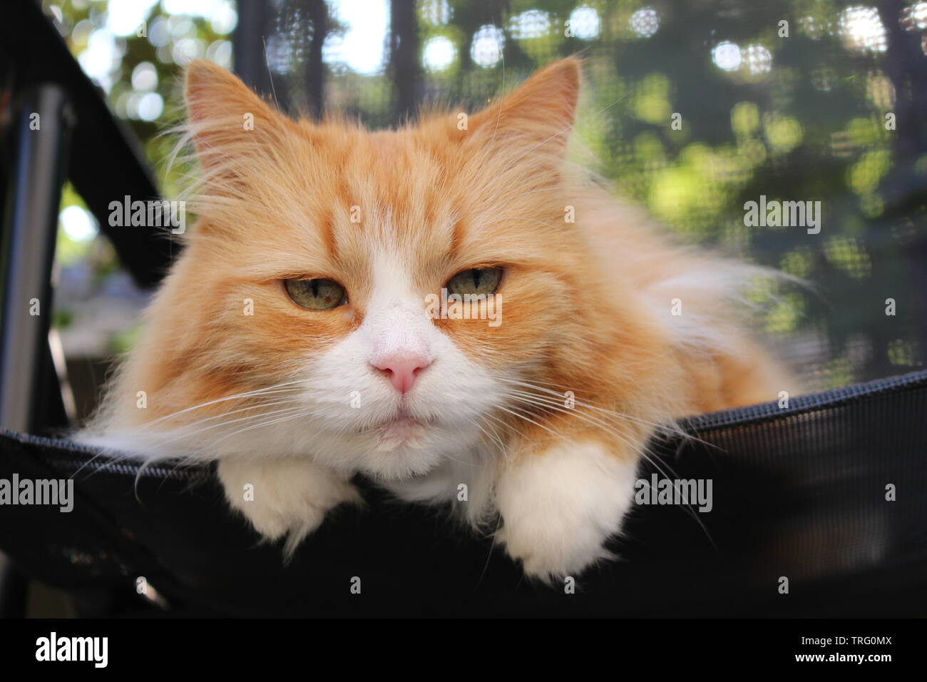 Ingwer Tom Cat sich erholend auf Garten Stuhl Stockfoto