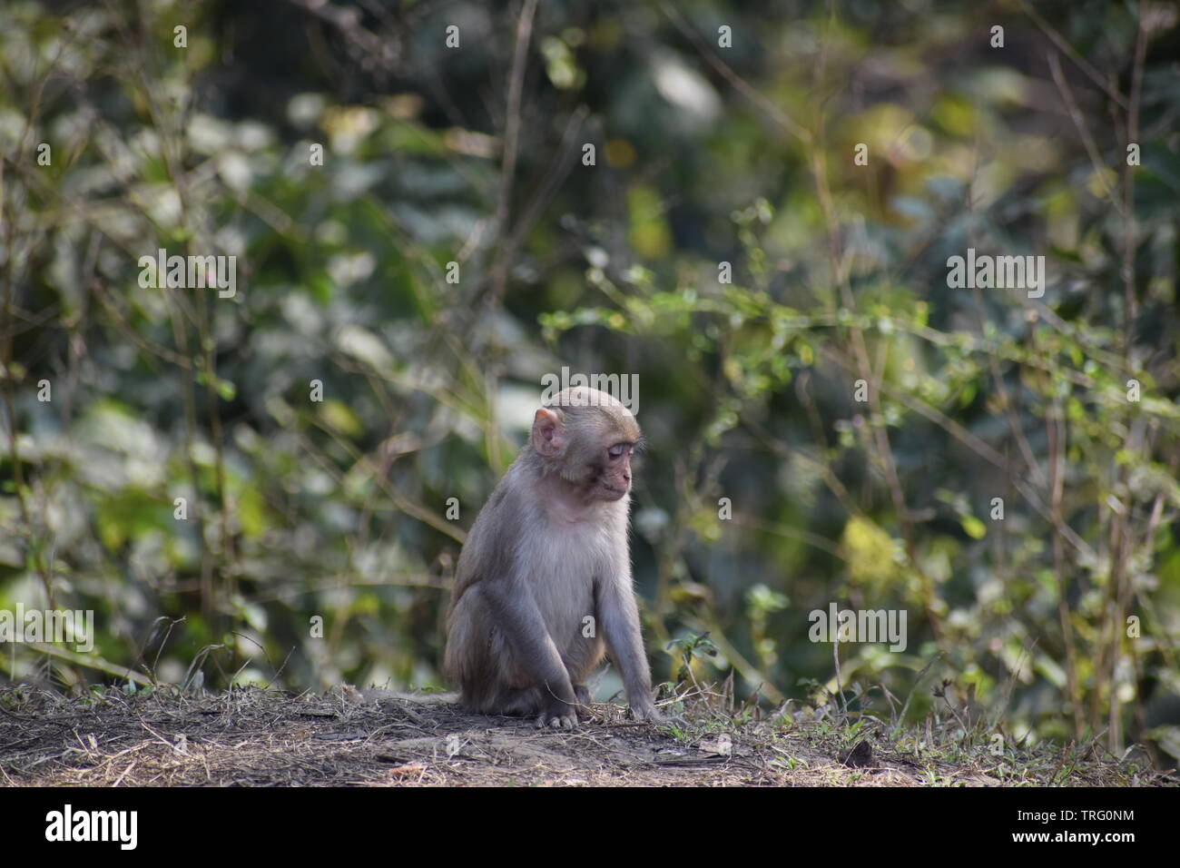 Kleiner Affe genießt seine eigene Gesellschaft Stockfoto