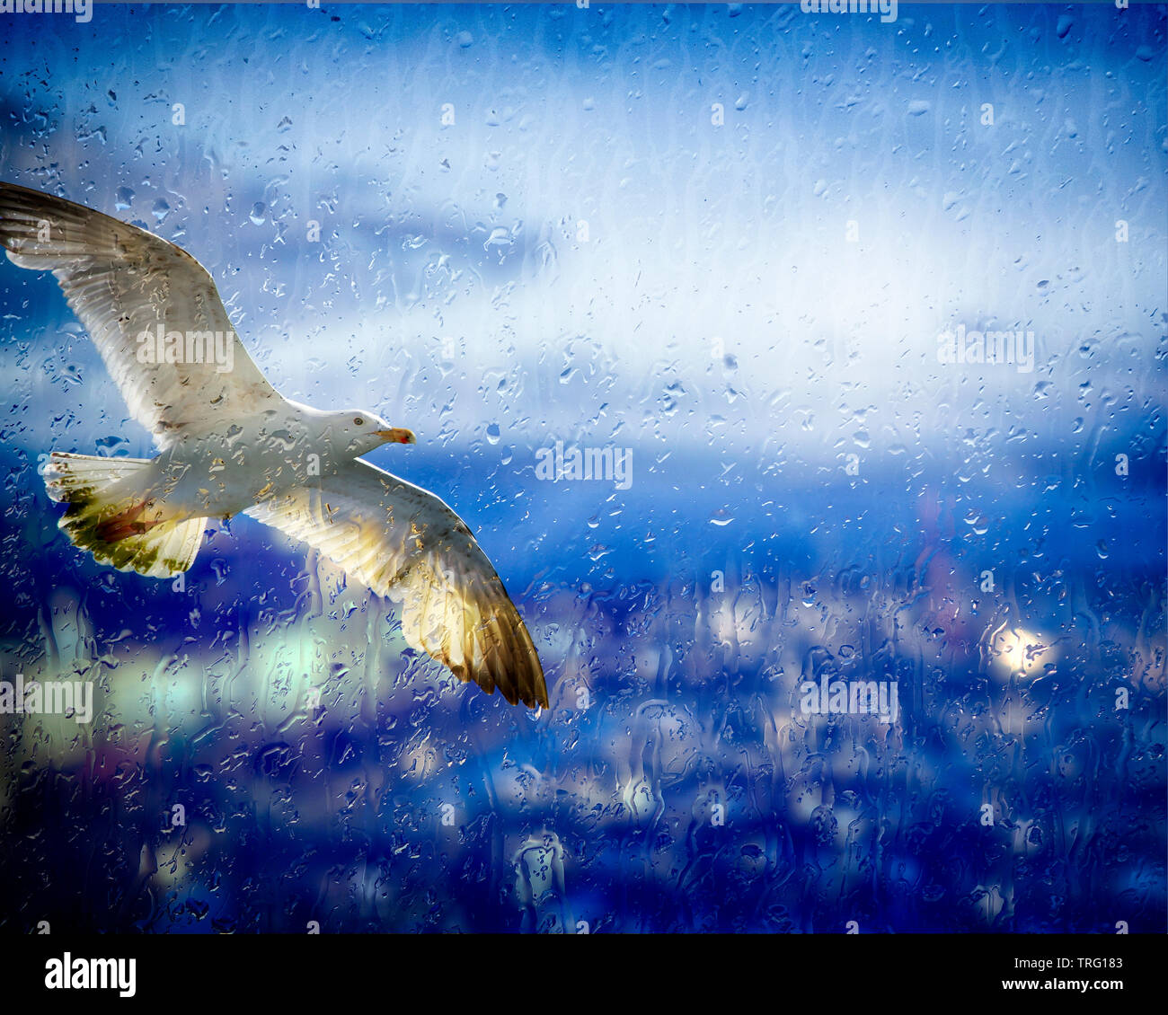 De - Devon: Silbermöwe im Flug über dem Hafen von Torquay Stockfoto